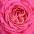 Roza - bela - Vrtnica čajevka - Tanger